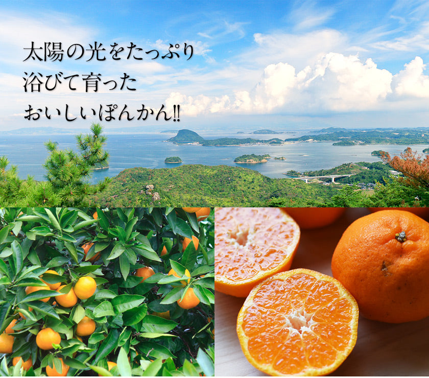 訳あり 甘熟 ポンカン 4kg