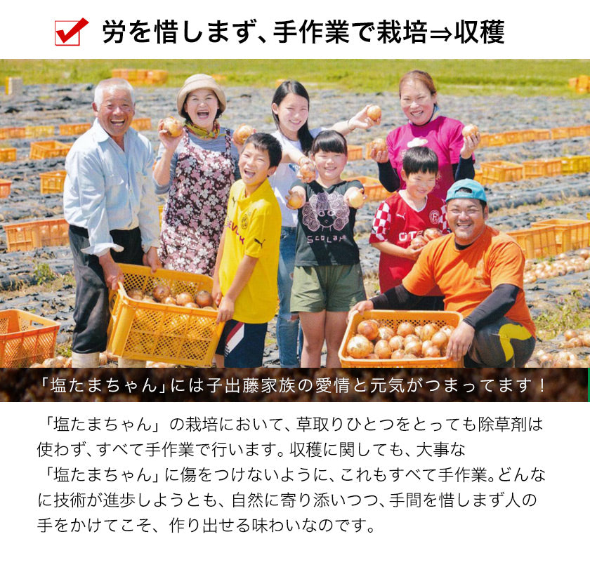 熊本県産 訳あり 塩たまちゃん 玉ねぎ たまねぎ 10kg 【5L-2Sサイズ不選別】 子出藤 (ねでふじ)