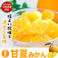 甘夏 みかん 1.5kg  送料無料 訳あり 熊本県産 名産地 旬のみかん