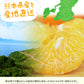 甘夏 みかん 1.5kg  送料無料 訳あり 熊本県産 名産地 旬のみかん