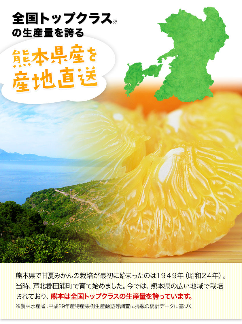 甘夏 みかん 1.5kg  送料無料 訳あり 熊本県産 名産地 旬のみかん