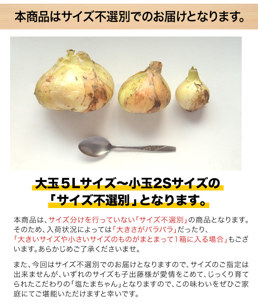 熊本県産 訳あり 塩たまちゃん 玉ねぎ たまねぎ 5kg 【5L-2Sサイズ不選別】 子出藤 (ねでふじ)