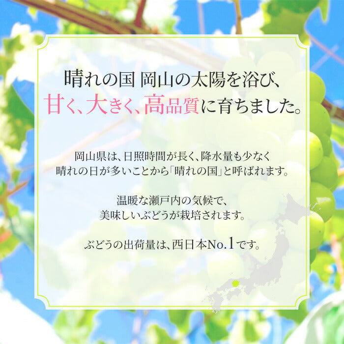 【10人シェア買いで10%OFF】シャインマスカット【9月上旬順次発送】送料無料 岡山産 シャインマスカット 晴王 優品2房 900g〜1kg ぶどう