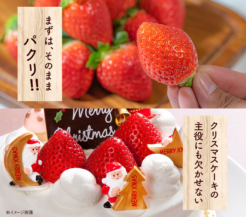 熊本県産 いちご 苺 ゆうべに 恋みのり 280g以上×2パック (24～36玉)  送料無料
