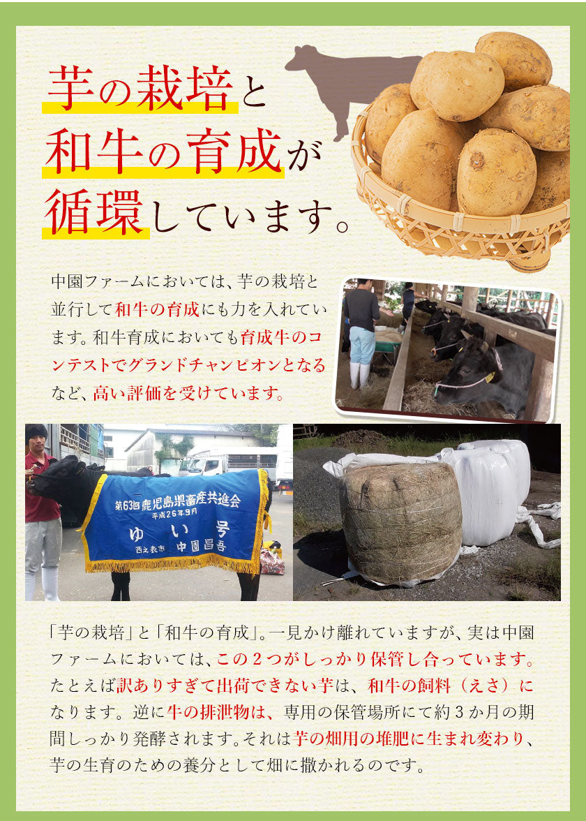 中園ファームのじゃがいも 新じゃが (馬鈴薯) 訳あり 4.5kg (M～2Lサイズ混合) 種子島産 ジャガイモ 芋 野菜 お取り寄せ