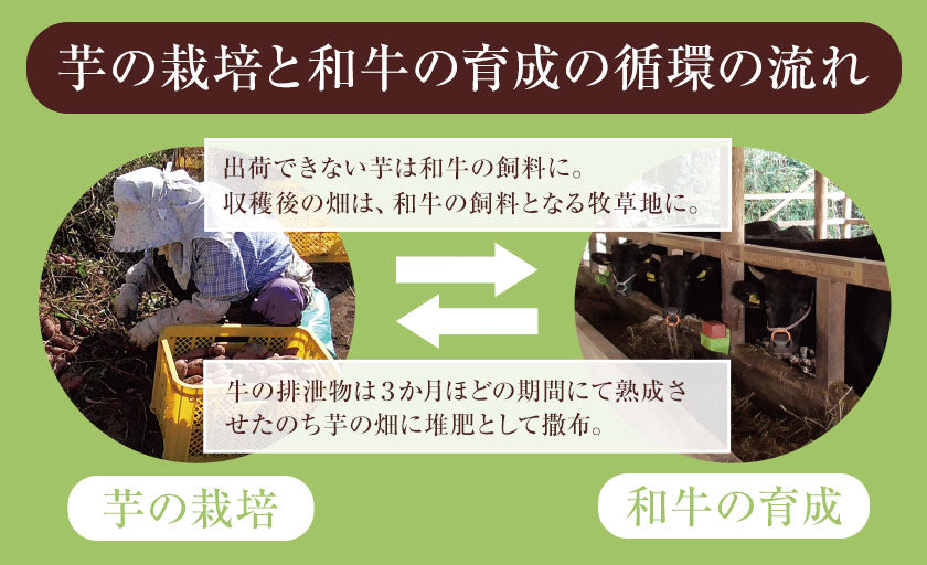 中園ファームのじゃがいも 新じゃが (馬鈴薯) 訳あり 4.5kg (M～2Lサイズ混合)