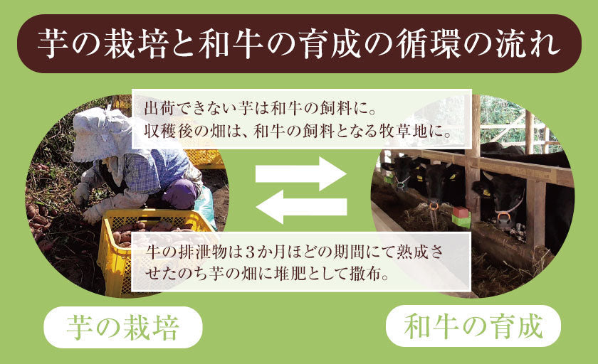 中園ファームのじゃがいも 新じゃが (馬鈴薯) 訳あり 4.5kg (M～2Lサイズ混合) 種子島産 ジャガイモ 芋 野菜 お取り寄せ