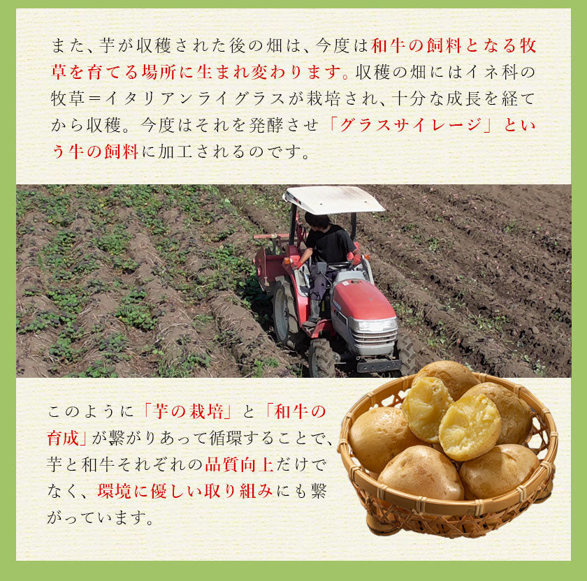 中園ファームのじゃがいも 新じゃが (馬鈴薯) 訳あり 4.5kg (M～2Lサイズ混合) 種子島産 ジャガイモ 芋 野菜 お取り寄せ