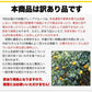 和製グレープフルーツ 河内晩柑 4kg グレープフルーツ 産地直送 河内 晩柑 熊本県産【エコ得】