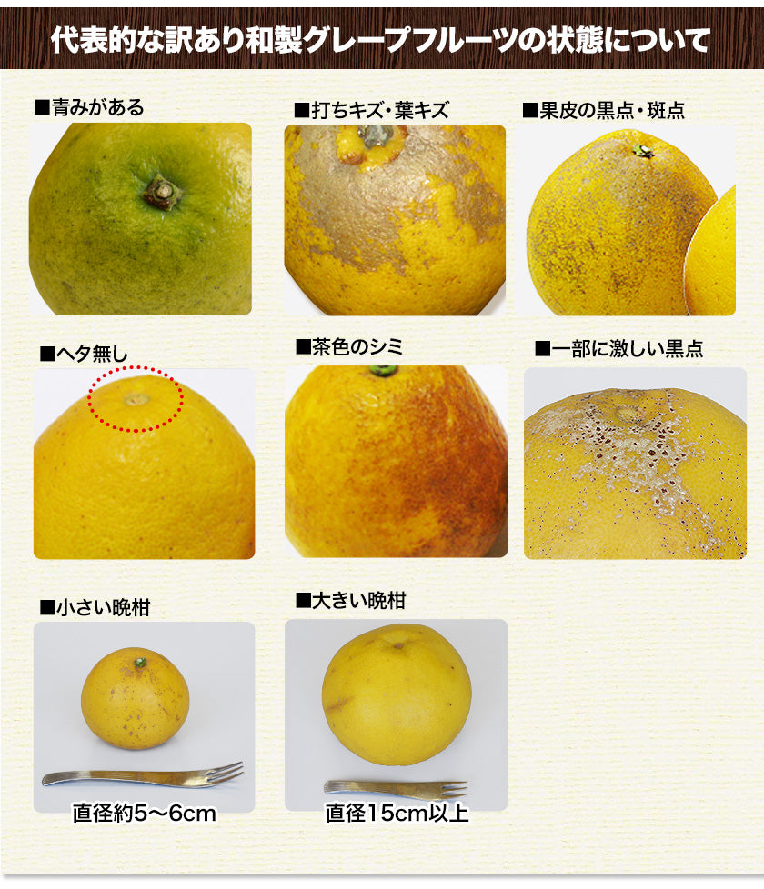 和製 グレープフルーツ 河内晩柑 10kg