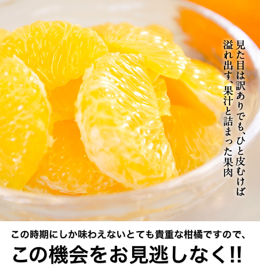 甘夏 みかん 1.5kg  送料無料 訳あり 熊本県産 名産地 旬のみかん