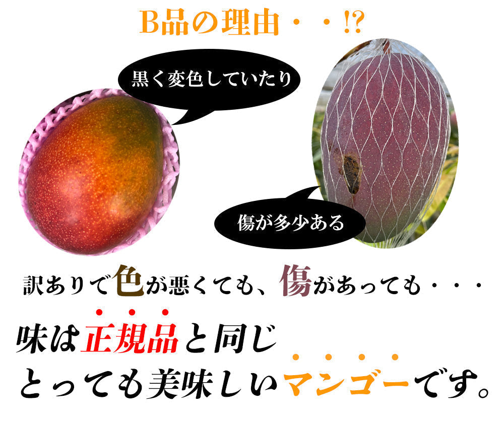【予約販売 7月20日より順次出荷】マンゴー 訳あり 1kg 2玉 送料無料 完熟マンゴー フルーツ くだもの 果物 家庭用 産地直送 鹿児島県産 ngs-000