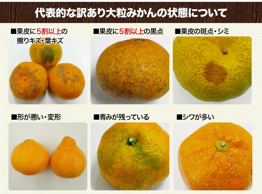 【ご新規さんとシェア買い】大粒 みかん 訳あり 1.5kg 熊本 送料無料 フルーツ 訳ありみかん 5kg以下 10kg以下 大玉 家庭用 果物 柑橘 食品 蜜柑 フルーツ 果物