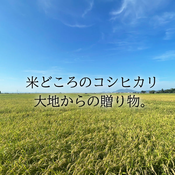 大地の贈り物 コシヒカリ 10kg （本州：送料無料）