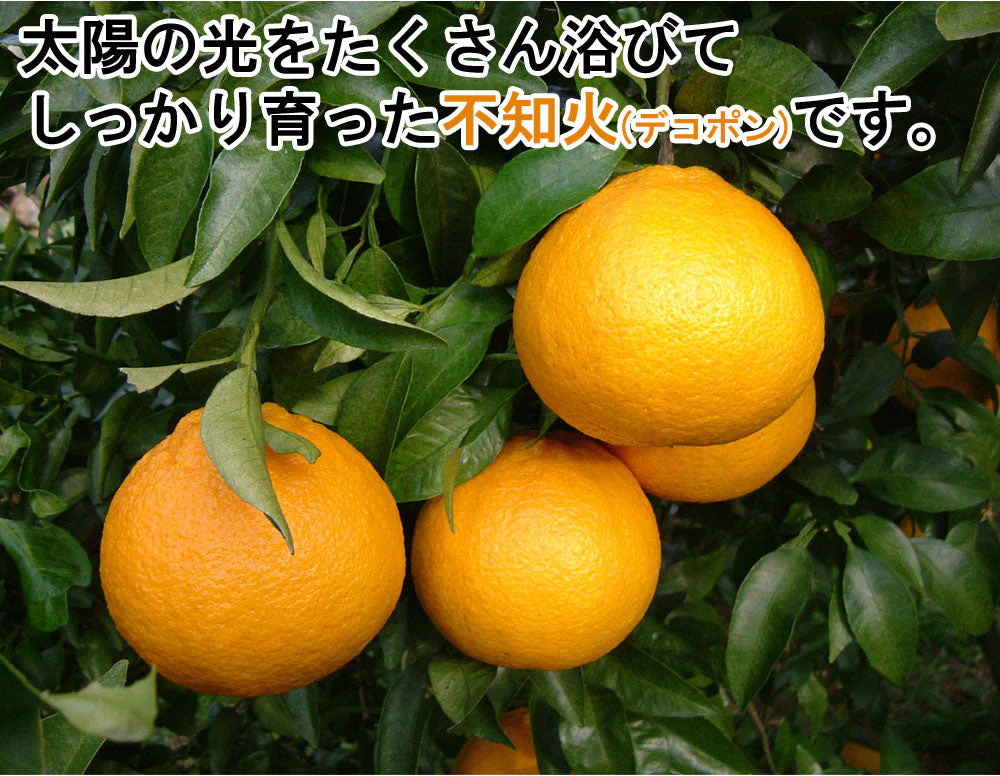 不知火 (デコポン) 5kg 中玉 送料無料 ご家庭用 箱買い みかん 柑橘 フルーツ 果物 産地直送 愛媛県産 YDF-010
