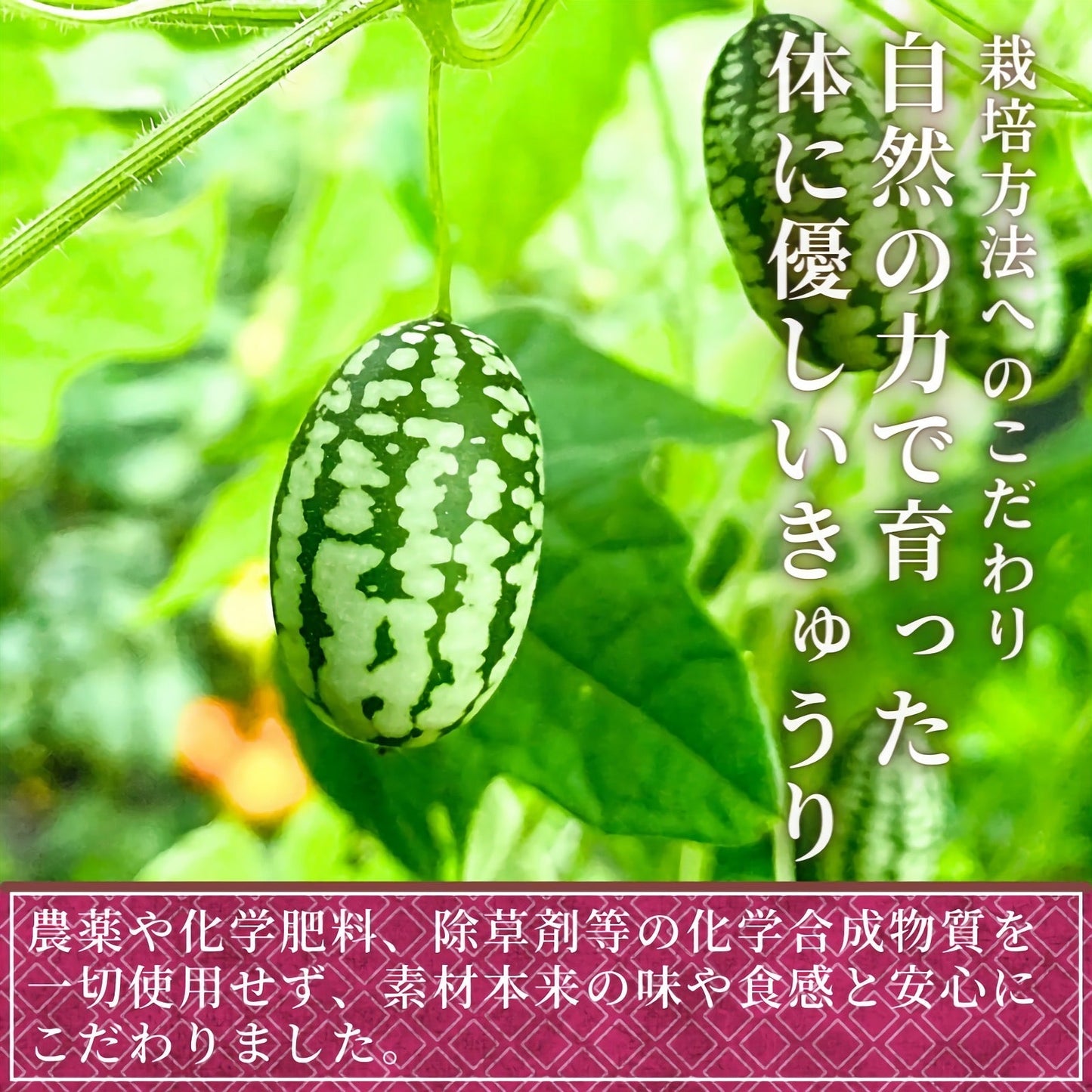 【期間限定】マイクロきゅうり 約300g(80粒前後) 青森県産 産地直送 2022年産 送料無料 ミニ野菜 国産 きゅうり