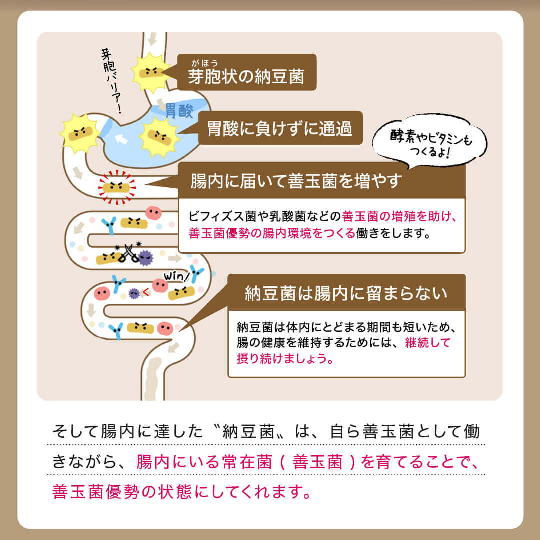 【送料込】こな納豆 / 匂い粘りひかえめ(18g×2個) 完全無添加 国産納豆パウダー 離乳食や食事にかけるだけで栄養アップ 納豆菌で手軽に腸活【ベビーキッズセール】