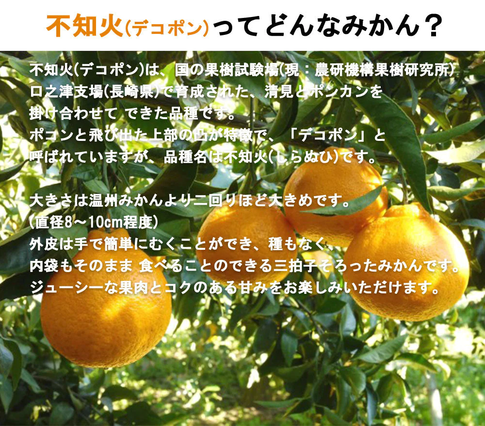 不知火 (デコポン) 訳あり 5kg 送料無料 ご家庭用 箱買い サイズミックス みかん 柑橘 フルーツ 果物 産地直送 愛媛県産  YDF-011