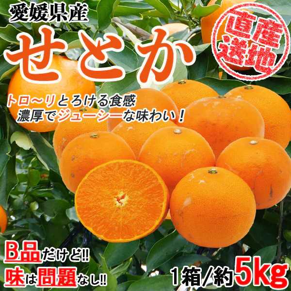 せとか 訳あり みかん 5kg ミカン 蜜柑 サイズミックス 柑橘 フルーツ 果物 くだもの ご家庭用 箱買い 産地直送 愛媛県産 YDF-020