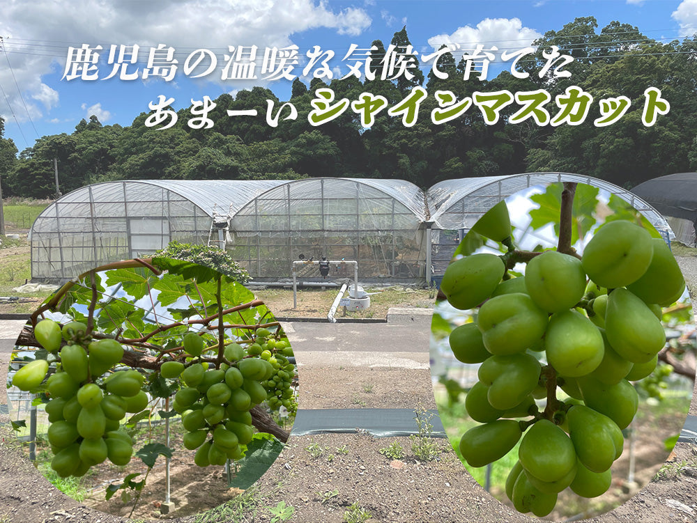 【予約販売 8月1日より順次出荷】シャインマスカット 1kg 1-2房前後 送料無料 ぶどう ブドウ 葡萄 フルーツ くだもの 果物 産地直送 鹿児島県産 ngs-001