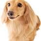 【おまけ付き！】ペティオ (Petio) 犬用おやつ 極上ささみ 細切りソフト ささみ細切り 150g　※