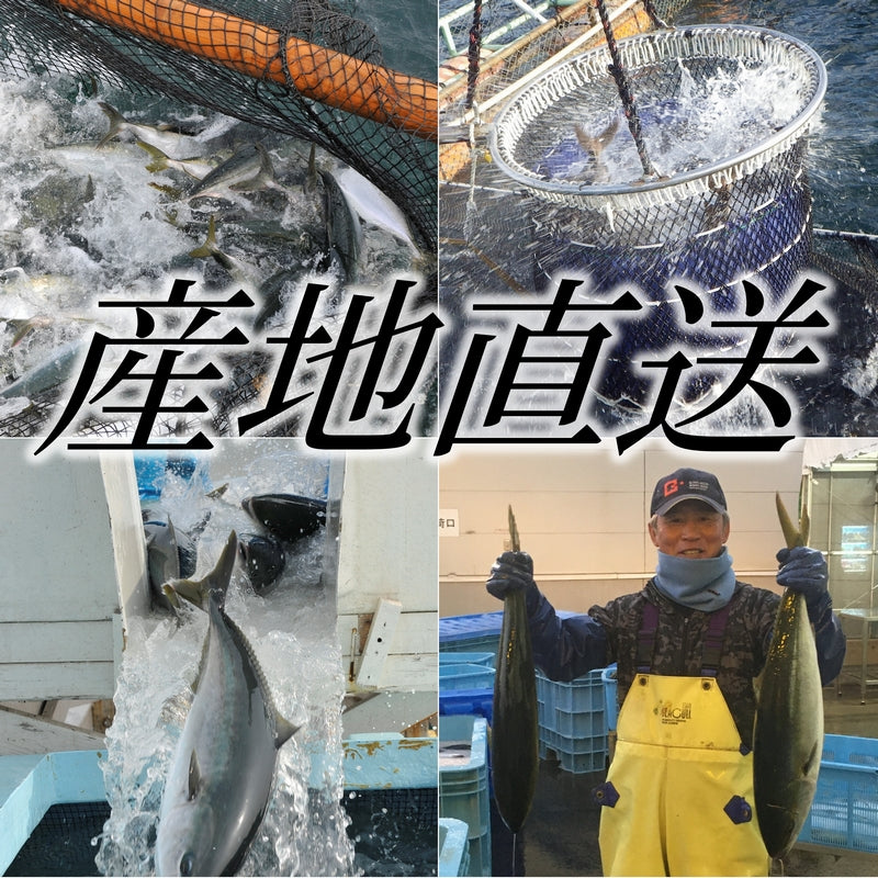 鹿児島産ぶり・冷凍 カマ 2パックセット（2個/パック、約400g/パック）冷凍