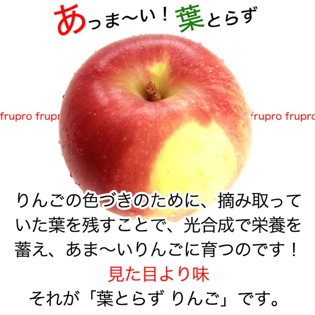 サンふじ 加工用 約3kg 7-16玉＃YAF0K030