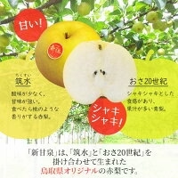 【9月上旬順次発送】送料無料 鳥取産 新甘泉 わけあり 20玉前後 約5キロ 家庭用