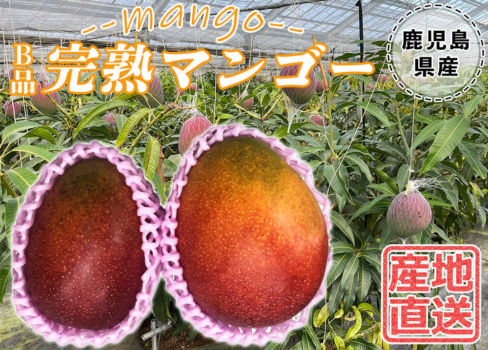【予約販売 7月20日より順次出荷】マンゴー 訳あり 1kg 2玉 送料無料 完熟マンゴー フルーツ くだもの 果物 家庭用 産地直送 鹿児島県産 ngs-000
