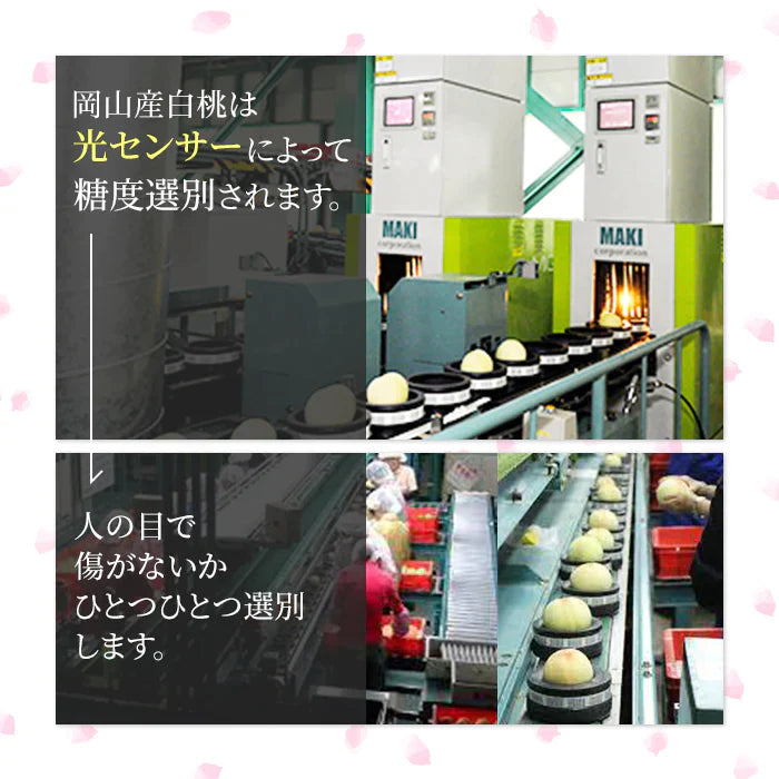 【超得ハイパーSALE】【7月上旬から8月上旬発送可能】岡山産 白桃 訳あり 1.3キロ 5－8玉入り 家庭用