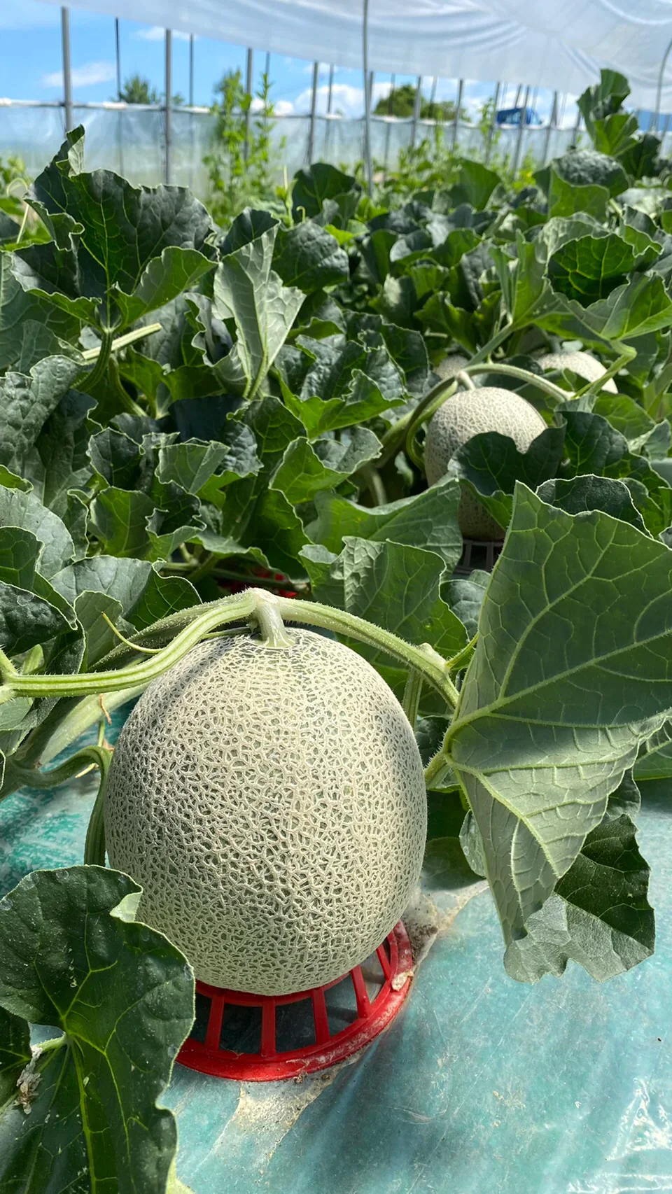 【訳あり】富良野産赤肉メロン　中大玉　1.8ｋｇ　２玉入り【エコ得】