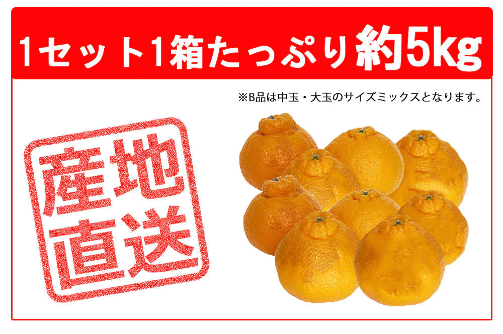 不知火 (デコポン) 訳あり 5kg 送料無料 ご家庭用 箱買い サイズミックス みかん 柑橘 フルーツ 果物 産地直送 愛媛県産  YDF-011