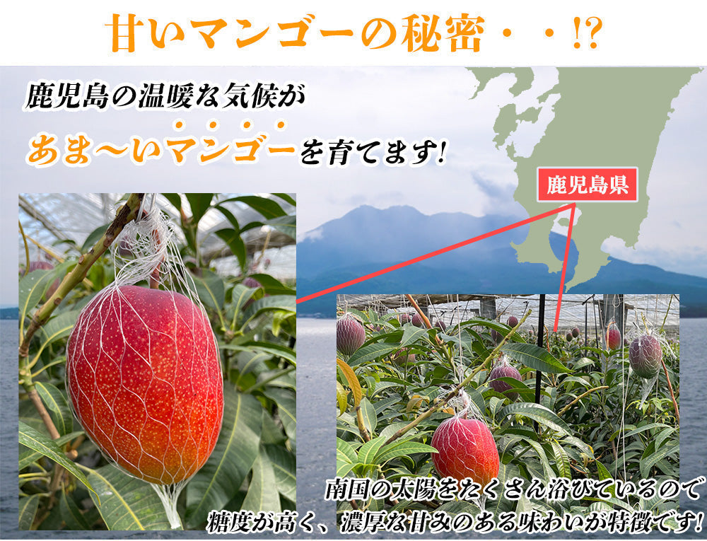 【予約販売 7月20日より順次出荷】マンゴー 訳あり 1kg 2玉 送料無料 完熟マンゴー フルーツ くだもの 果物 家庭用 産地直送 鹿児島県産 ngs-000