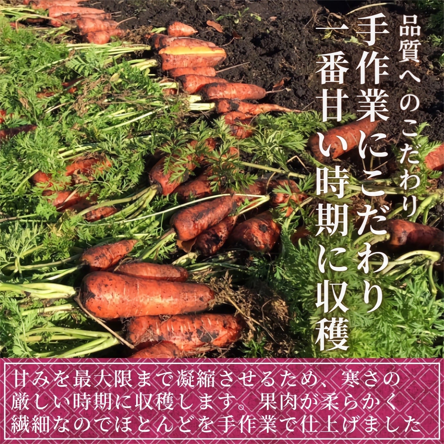 【期間限定】ひとみにんじん 約1.5kg(10本前後) 青森県産 2022年産 送料無料 無農薬 産地直送 国産 野菜 健康 ニンジン
