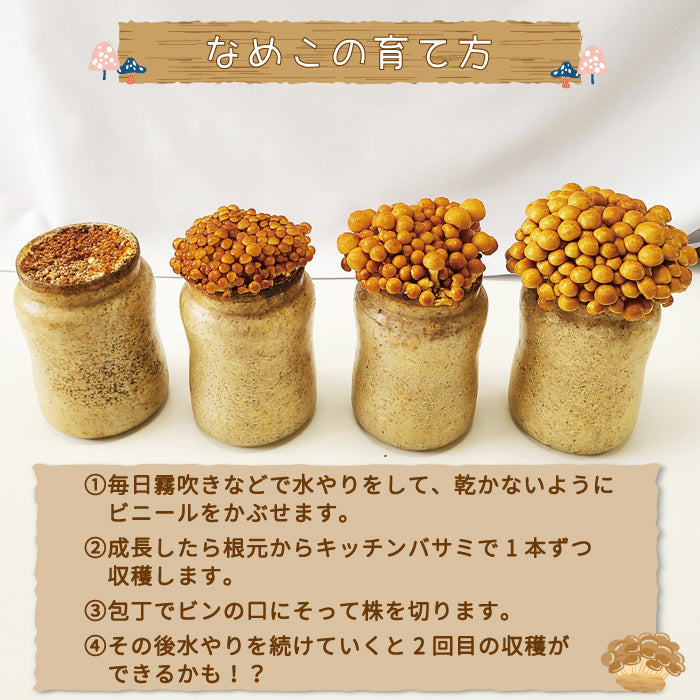 なめこ栽培キット×2　福島県産　家庭栽培・自由研究* (クール便)