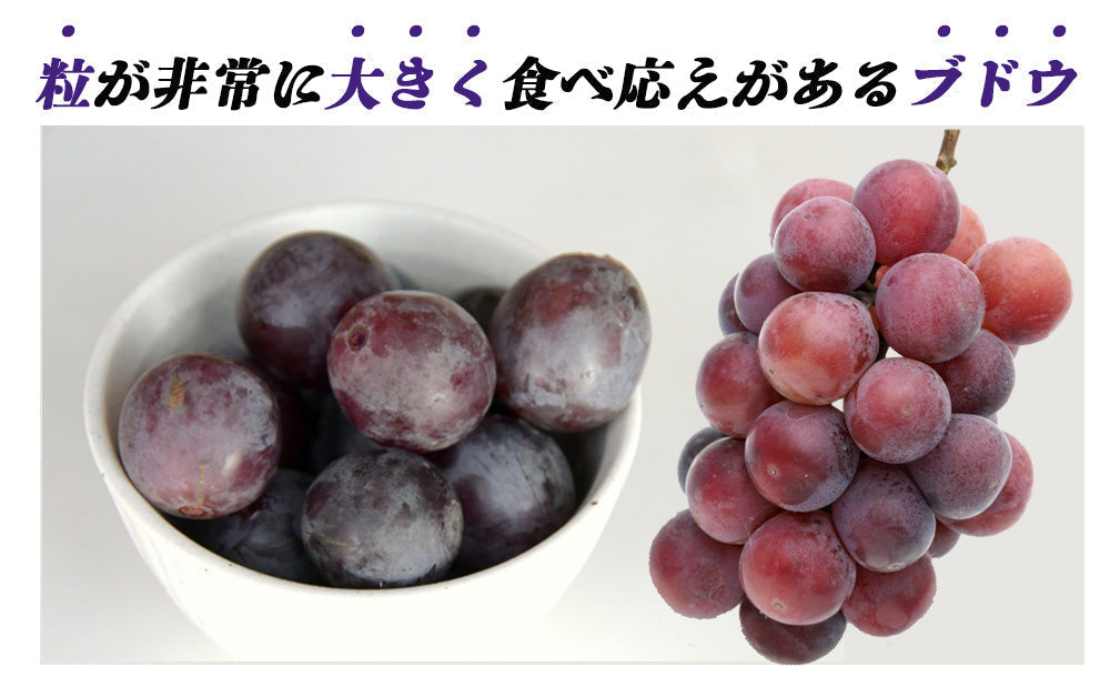 【予約販売 7月27日より順次出荷】ピオーネ 1kg 送料無料 1-2房前後 ぶどう ブドウ 葡萄 フルーツ くだもの 果物 産地直送 鹿児島県産 ngs-002