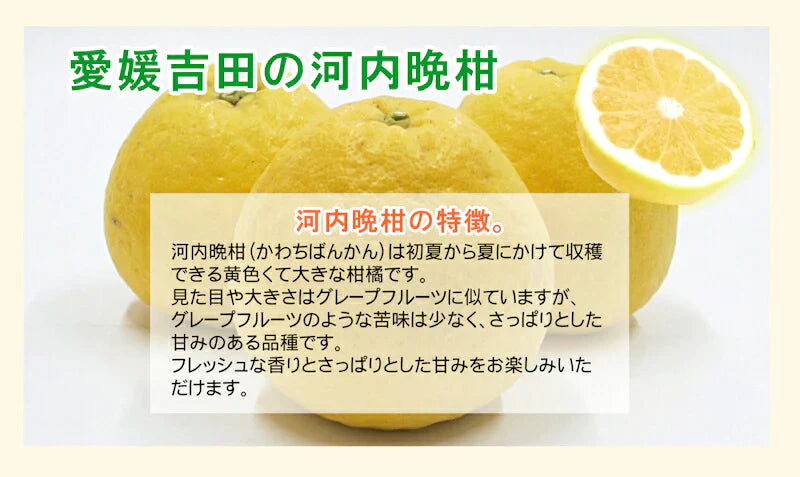 【フルーツ みかん 河内晩柑】愛媛県 愛南町 みかん果樹園 吉田農園樹上完熟栽培 吉田の河内晩柑 大玉9kg採りたてを農園から産地直送送料無料【ミカン 果実 ギフト 贈答品】