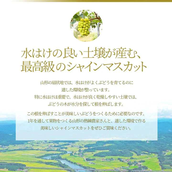 【9月下旬発送】 シャインマスカット 産地直送 2〜3房入り（約1kg前後） 山形県産 お徳用 大粒 訳ありぶどう 山形県から産地直送 種無し 大粒 送料無料 果物【エコ得SALE】