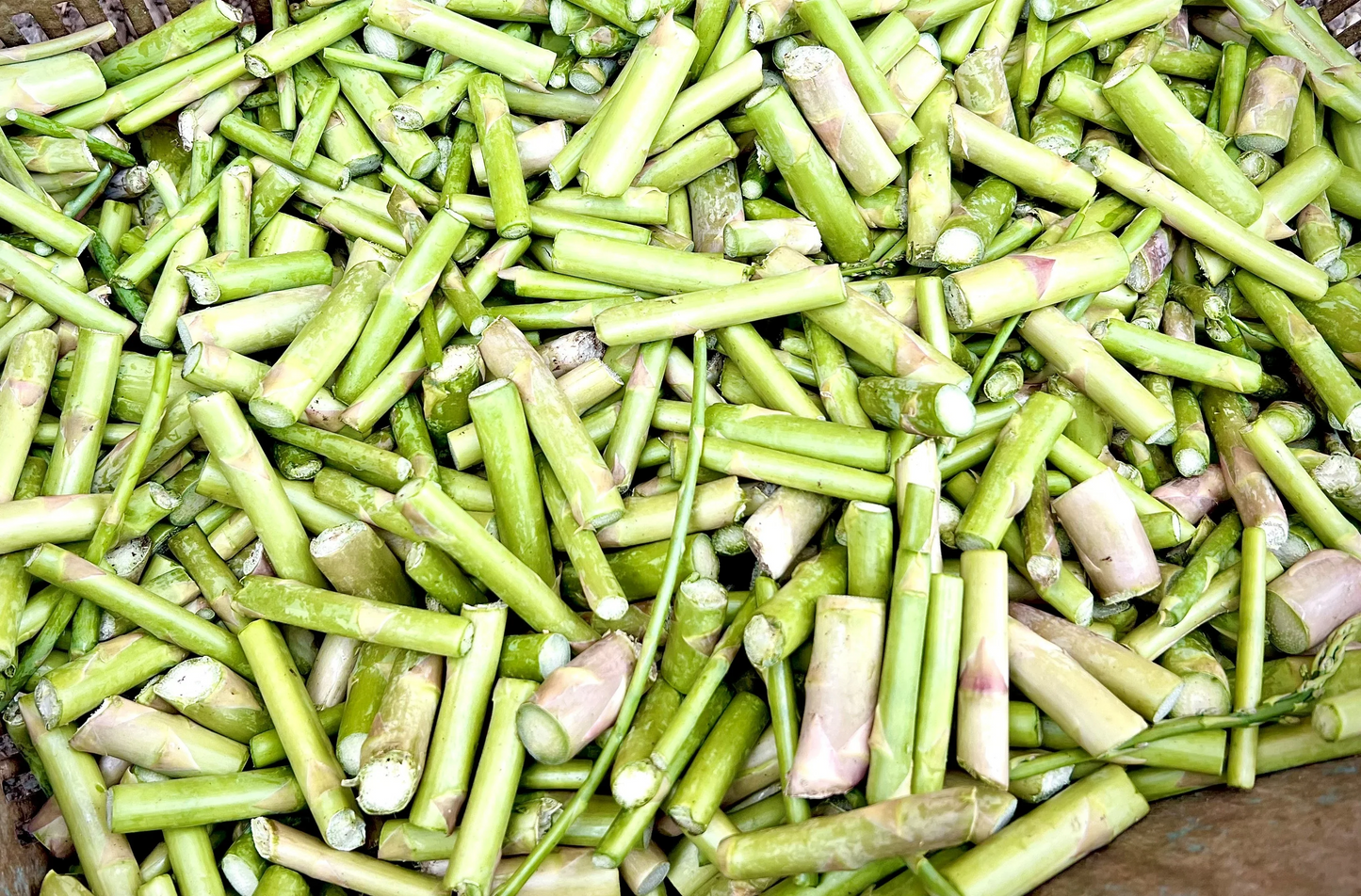 【訳あり】【北海道富良野産】アスパラガスの端材 規格外品　1kg 野菜【エコ得リリースSALE】【特産品・ご当地特集】