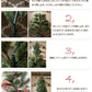 クリスマスツリー 180ｃｍ 北欧 おしゃれ 180 Abies 飾り ドイツトウヒツリー ヌードツリー オシャレ 高級クリスマスツリー クラッシックタイプ