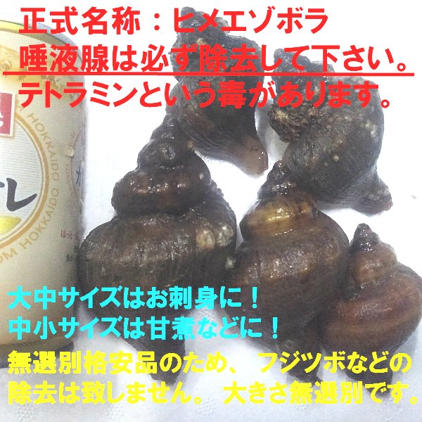 店長自ら漁獲！青ツブ貝 青つぶ貝 宮城県産 「ヒメエゾボラ ２kg」 送料無料 漁師直送品 生出荷 お刺身 甘煮 焼いたりと美味です。唾液腺を除去可能な方のみに販売です。