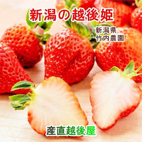 【フルーツ いちご 越後姫】新潟県 新潟市 竹内農園水耕栽培苺 越後姫 9粒 4L 1パック採りたてを農園から産地直送送料無料【苺 イチゴ 果実 ギフト 贈答品】