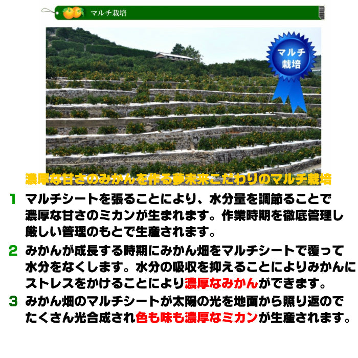 4キロ 熊本産 夢の恵 みかん Sサイズ