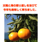 2.5キロ 熊本産 夢未来 みかん 小玉