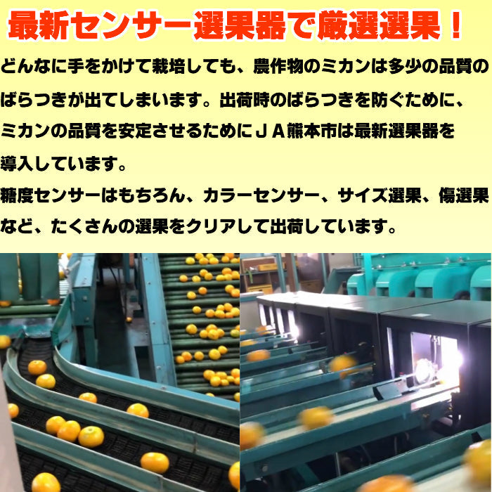 4キロ 熊本産 夢の恵 みかん Sサイズ