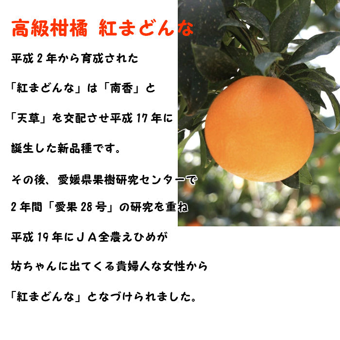 2kg 愛媛産  わけあり 紅まどんな