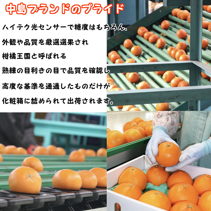 2kg 愛媛産  わけあり 紅まどんな