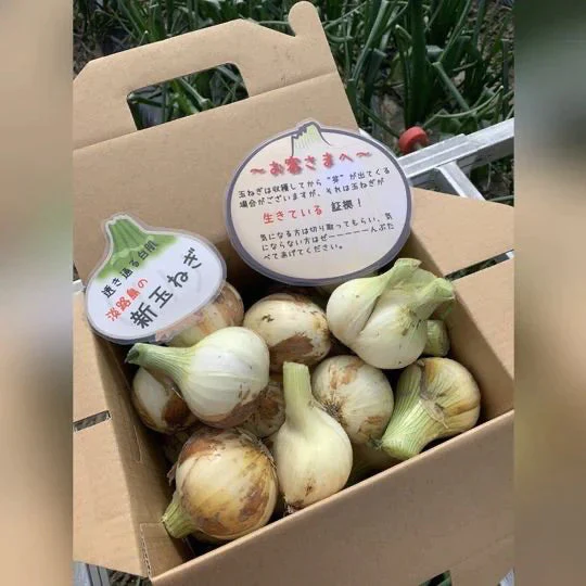 訳あり新玉ねぎ2kg🧅シャーロットオニオン今が旬 淡路島極熟玉葱 送料無料 たまねぎ タマネギ【最安値挑戦祭】