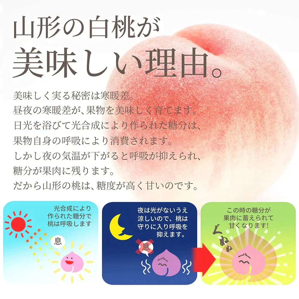 【8月上旬発送】 山形県産 白桃 3kg（約9～11玉前後） 秀品 産地直送の桃 あかつき お供え 川中島白桃 贈答用 ギフト 硬い桃 美晴 クール便発送・同梱不可 日時指定不可 送料無料 果物 フルーツ【エコ得SALE】