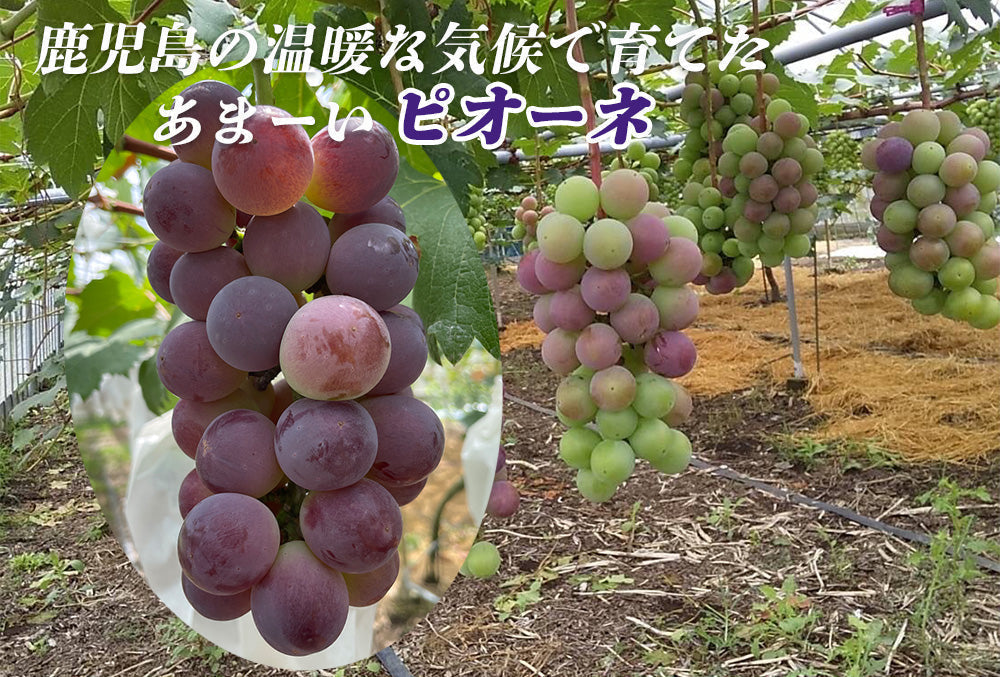 【予約販売 7月27日より順次出荷】ピオーネ 1kg 送料無料 1-2房前後 ぶどう ブドウ 葡萄 フルーツ くだもの 果物 産地直送 鹿児島県産 ngs-002